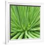 Agave Stricta-Micha Pawlitzki-Framed Photographic Print