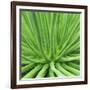 Agave Stricta-Micha Pawlitzki-Framed Photographic Print