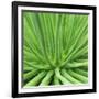 Agave Stricta-Micha Pawlitzki-Framed Photographic Print