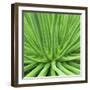 Agave Stricta-Micha Pawlitzki-Framed Photographic Print