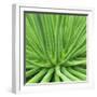 Agave Stricta-Micha Pawlitzki-Framed Photographic Print