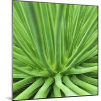 Agave Stricta-Micha Pawlitzki-Mounted Photographic Print