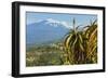 Agave Succulent Plant and Active Volcano 3350M Mount Etna Seen at This Northeast Tourist Town-Rob Francis-Framed Photographic Print