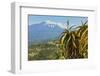 Agave Succulent Plant and Active Volcano 3350M Mount Etna Seen at This Northeast Tourist Town-Rob Francis-Framed Photographic Print