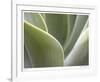 Agave V-Joy Doherty-Framed Giclee Print