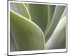 Agave V-Joy Doherty-Mounted Limited Edition