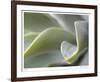 Agave VI-Joy Doherty-Framed Giclee Print