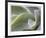 Agave VI-Joy Doherty-Framed Giclee Print