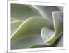 Agave VI-Joy Doherty-Mounted Limited Edition