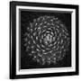 Agave Victoria-Moises Levy-Framed Photographic Print