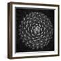 Agave Victoria-Moises Levy-Framed Photographic Print