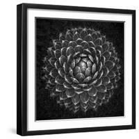 Agave Victoria-Moises Levy-Framed Photographic Print