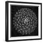 Agave Victoria-Moises Levy-Framed Photographic Print