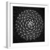 Agave Victoria-Moises Levy-Framed Photographic Print