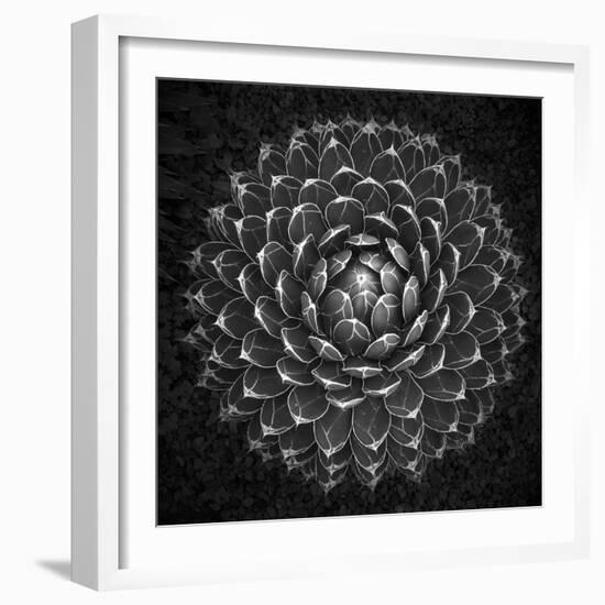 Agave Victoria-Moises Levy-Framed Photographic Print