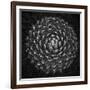 Agave Victoria-Moises Levy-Framed Photographic Print