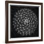 Agave Victoria-Moises Levy-Framed Giclee Print