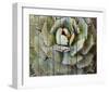 Agave-null-Framed Art Print