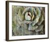 Agave-null-Framed Art Print