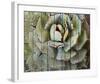 Agave-null-Framed Art Print