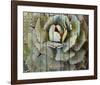 Agave-null-Framed Art Print