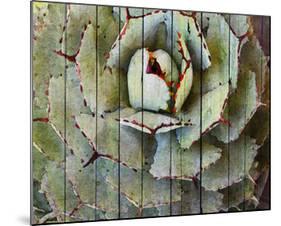 Agave-null-Mounted Art Print