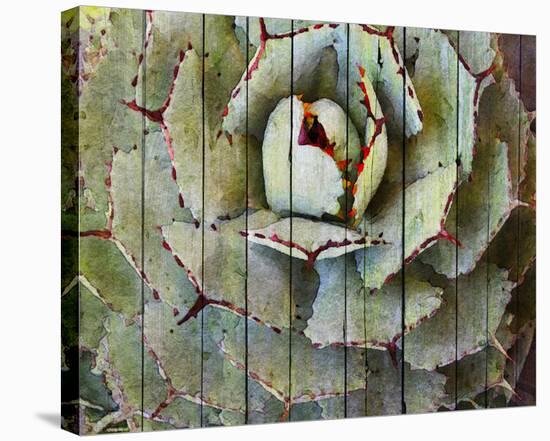 Agave-null-Stretched Canvas