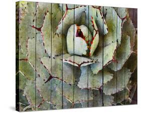 Agave-null-Stretched Canvas