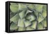 Agave-Rob Tilley-Framed Stretched Canvas