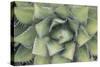 Agave-Rob Tilley-Stretched Canvas