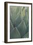 Agave-DLILLC-Framed Premium Photographic Print