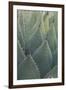 Agave-DLILLC-Framed Premium Photographic Print