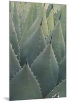 Agave-DLILLC-Mounted Premium Photographic Print