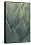 Agave-DLILLC-Framed Stretched Canvas