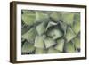 Agave-Rob Tilley-Framed Photographic Print