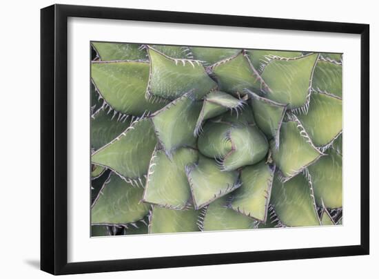 Agave-Rob Tilley-Framed Photographic Print
