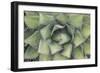 Agave-Rob Tilley-Framed Photographic Print