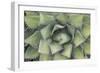 Agave-Rob Tilley-Framed Photographic Print