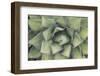 Agave-Rob Tilley-Framed Photographic Print