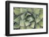 Agave-Rob Tilley-Framed Photographic Print