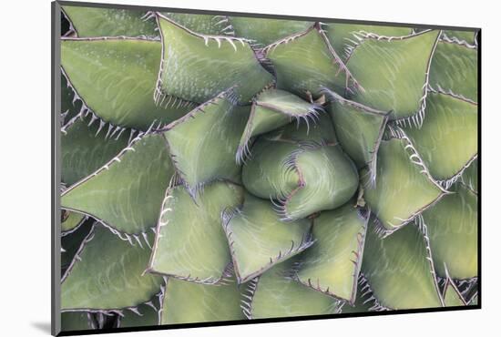 Agave-Rob Tilley-Mounted Photographic Print