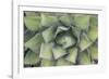 Agave-Rob Tilley-Framed Photographic Print