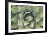 Agave-Rob Tilley-Framed Photographic Print