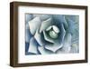 Agave-Rob Tilley-Framed Photographic Print