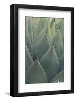 Agave-DLILLC-Framed Photographic Print