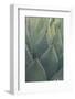 Agave-DLILLC-Framed Photographic Print