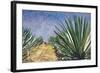 Agaves with Blue Sky, 2004-Pedro Diego Alvarado-Framed Giclee Print