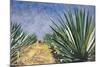 Agaves with Blue Sky, 2004-Pedro Diego Alvarado-Mounted Giclee Print