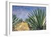 Agaves with Blue Sky, 2004-Pedro Diego Alvarado-Framed Premium Giclee Print