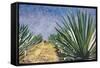 Agaves with Blue Sky, 2004-Pedro Diego Alvarado-Framed Stretched Canvas